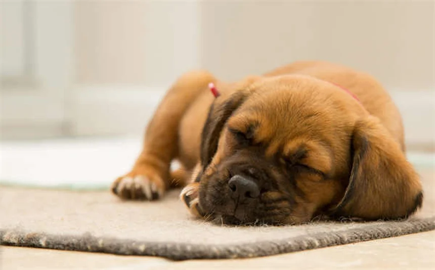 犬は笑う？フゥフゥという呼吸音が意味する意外な真実