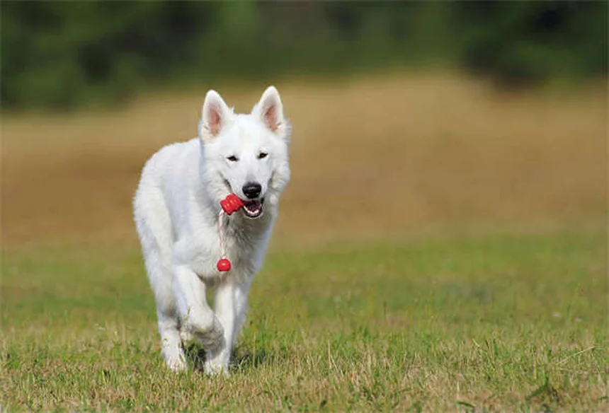 犬は笑う？フゥフゥという呼吸音が意味する意外な真実