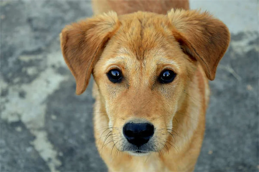 犬は笑う？フゥフゥという呼吸音が意味する意外な真実