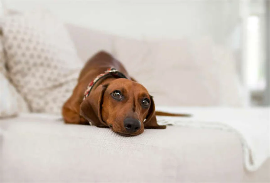 犬の心臓病に効くエナラプリルとは？効果と副作用を徹底解説