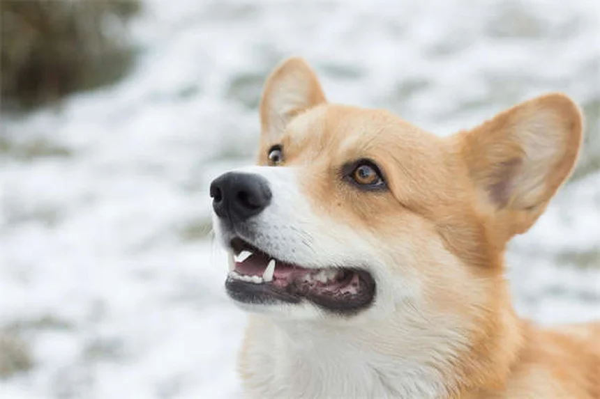 犬の心臓病に効くエナラプリルとは？効果と副作用を徹底解説