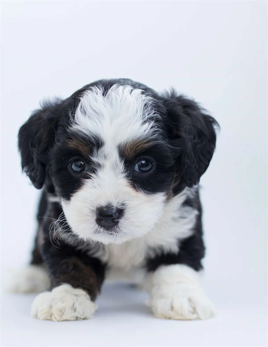 犬の喘息とは？症状と対処法を獣医師が解説