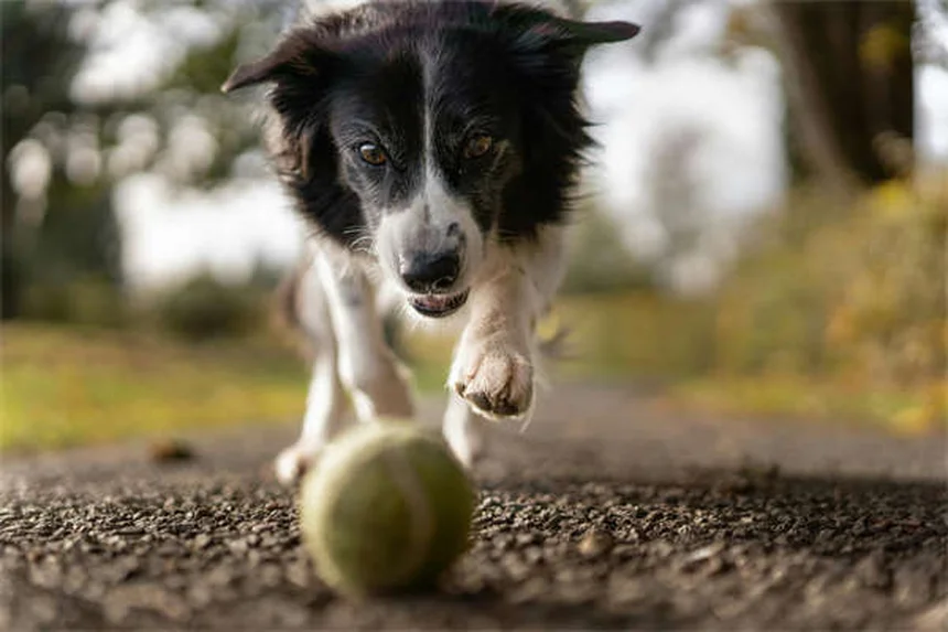 犬の喘息とは？症状と対処法を獣医師が解説