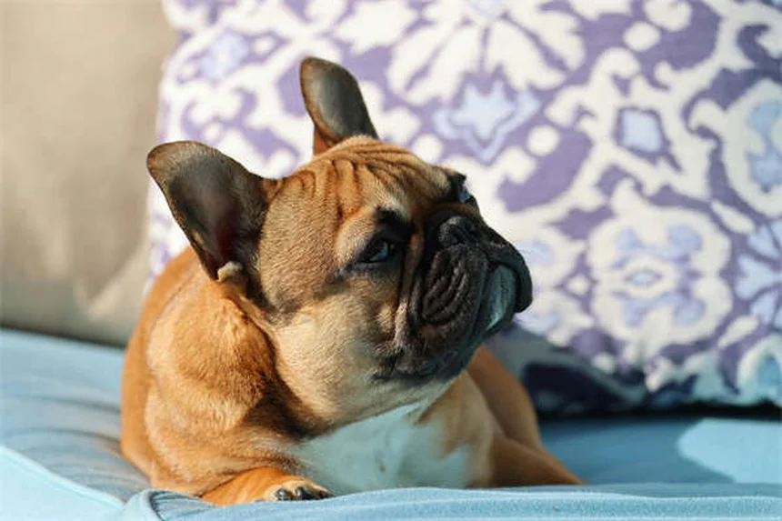 犬の喘息とは？症状と対処法を獣医師が解説