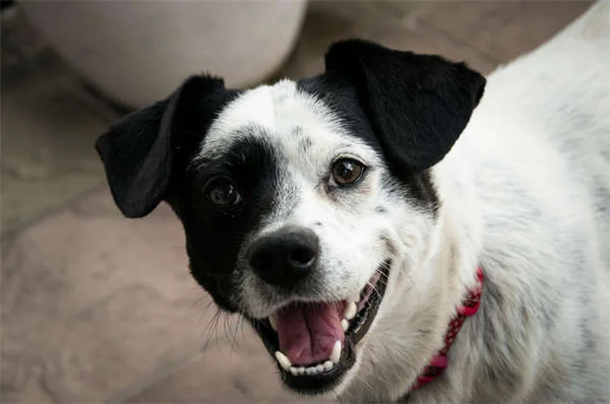 犬の喘息とは？症状と対処法を獣医師が解説
