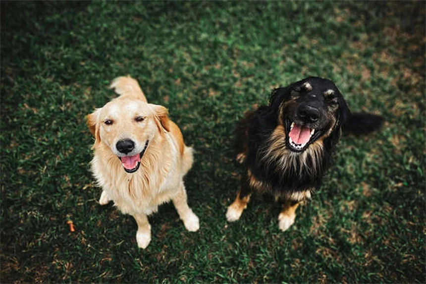 犬の痛みのサインを見逃さない！愛犬が発する7つの危険信号