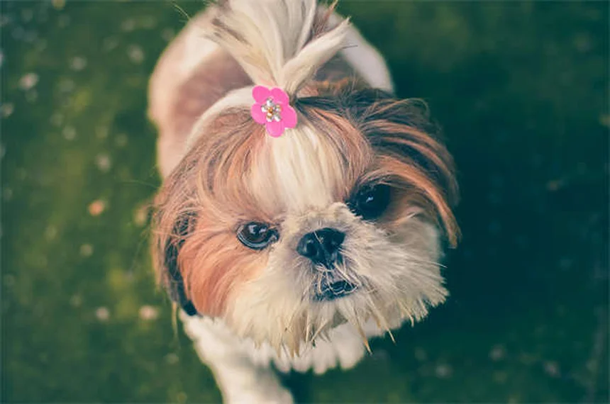 犬の痛みのサインを見逃さない！愛犬が発する7つの危険信号