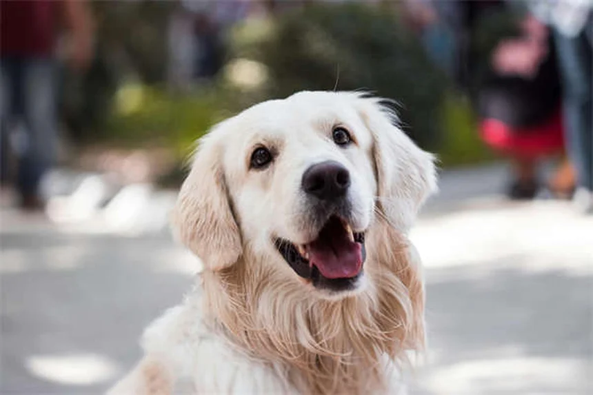 犬の痛みのサインを見逃さない！愛犬が発する7つの危険信号