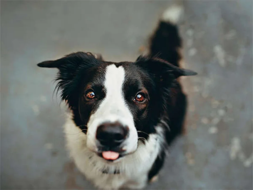 犬に安全なエッセンシャルオイル7選と危険な12種【獣医師監修】