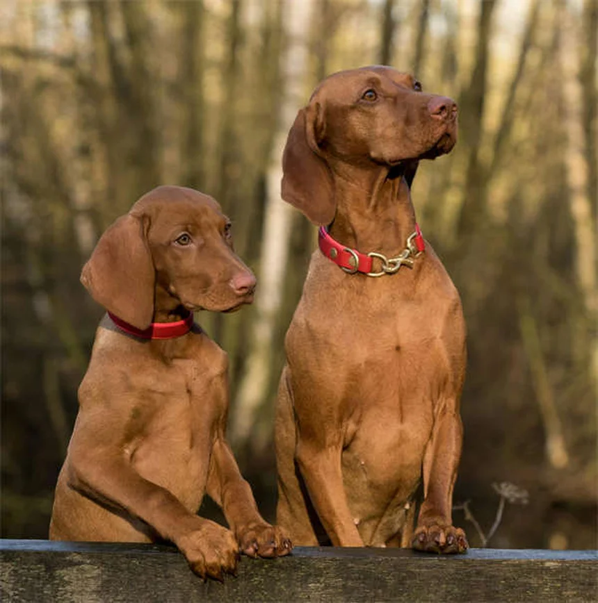 犬の慢性腎臓病とは？早期発見と適切なケアのポイント5選