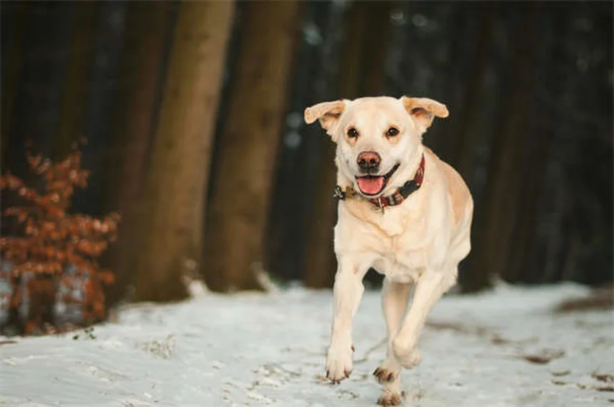 犬のパンティングの原因と対処法｜愛犬の健康サインを見逃さないために