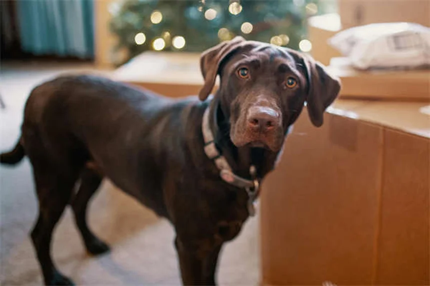 犬のパンティングの原因と対処法｜愛犬の健康サインを見逃さないために