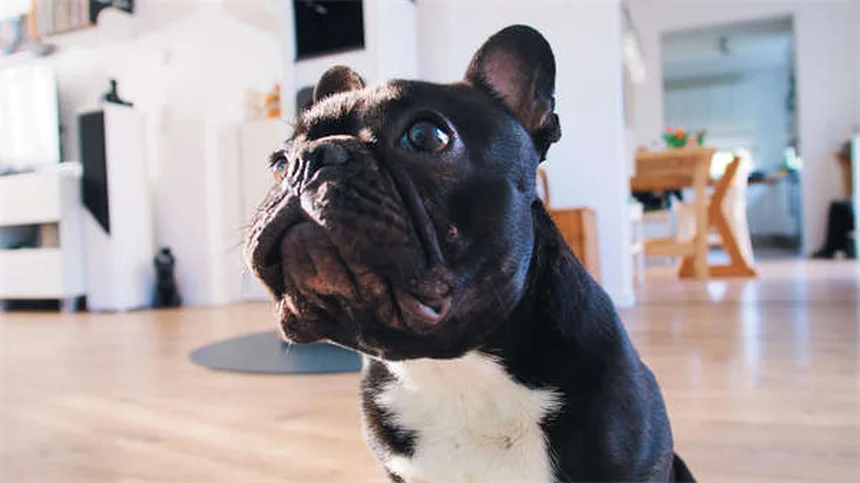 犬のパンティングの原因と対処法｜愛犬の健康サインを見逃さないために