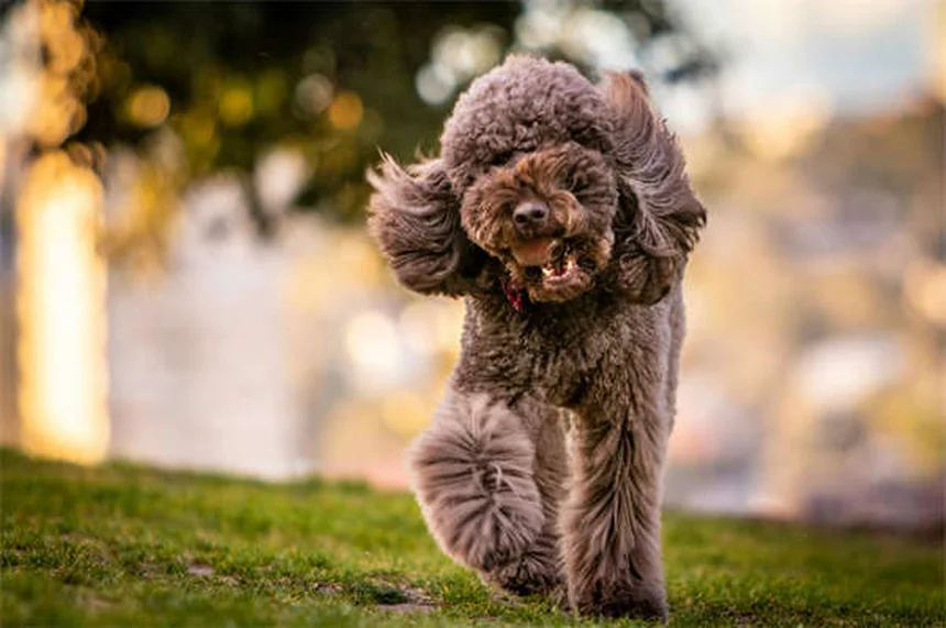 犬を失った悲しみが人間以上に深い7つの理由