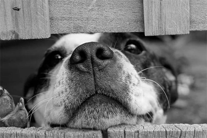 犬がしっぽを追いかける理由とは？5つの原因と対処法を解説