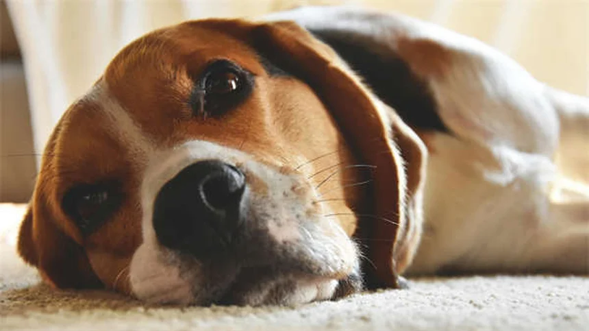 犬がしっぽを追いかける理由とは？5つの原因と対処法を解説