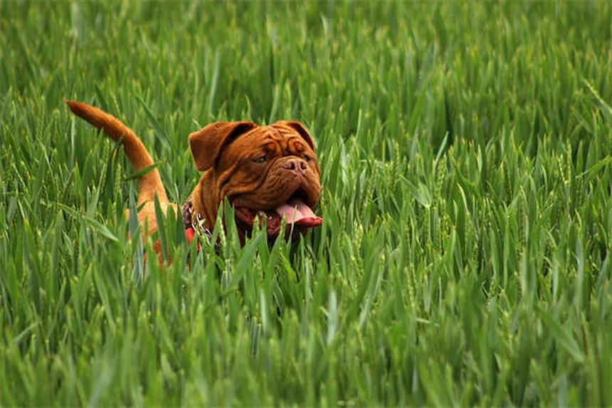 犬がしっぽを追いかける理由とは？5つの原因と対処法を解説