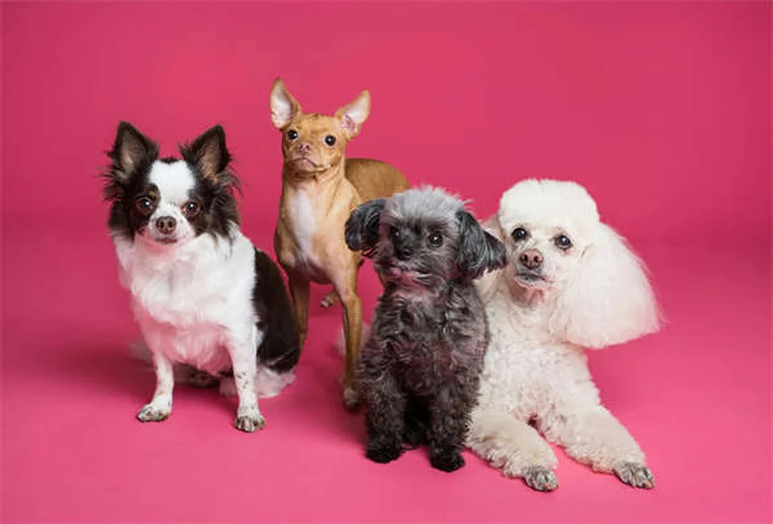 犬のフォン・ヴィレブランド病とは？症状・治療法を獣医が解説