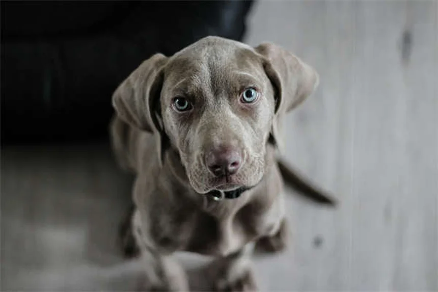 犬のフォン・ヴィレブランド病とは？症状・治療法を獣医が解説