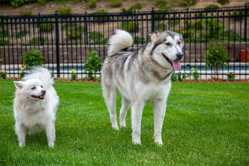 犬のフォン・ヴィレブランド病とは？症状・治療法を獣医が解説