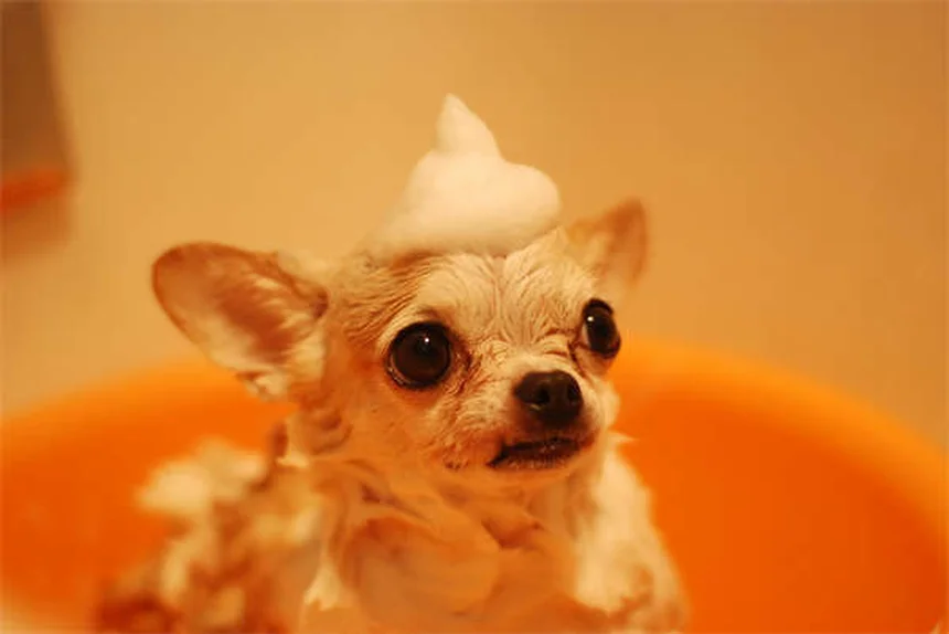 犬の吐き気の原因と対処法｜愛犬が気持ち悪そうな時の正しいケア