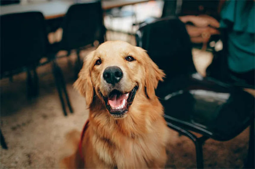犬の不安にベナドリルは効果ある？獣医師が教える正しい対処法5選