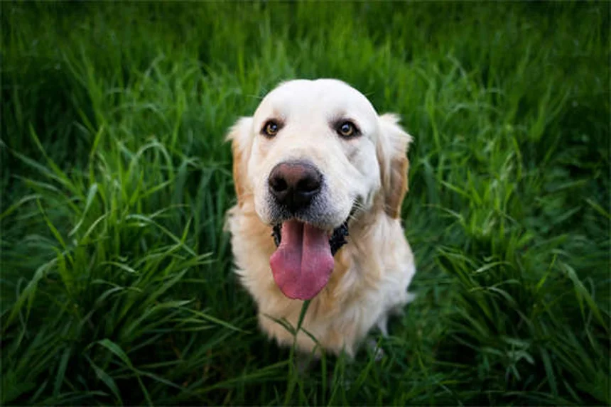 犬の不安にベナドリルは効果ある？獣医師が教える正しい対処法5選