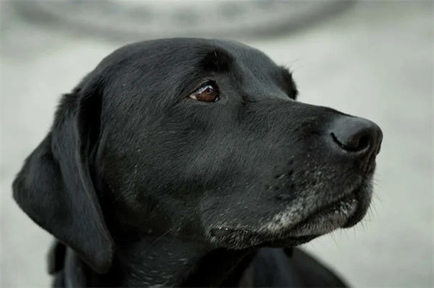 子犬の歯固めおもちゃ選び完全ガイド｜安全で楽しいおすすめ5選
