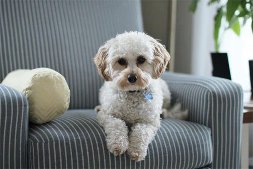犬が無視する理由とは？プロが教える7つの解決策