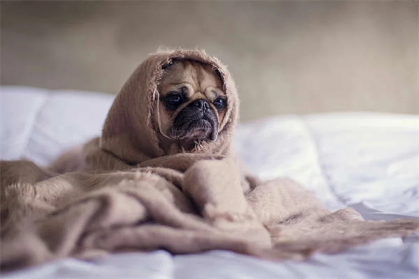 Septicemia in Chinchillas: 5 Warning Signs You Can't Ignore
