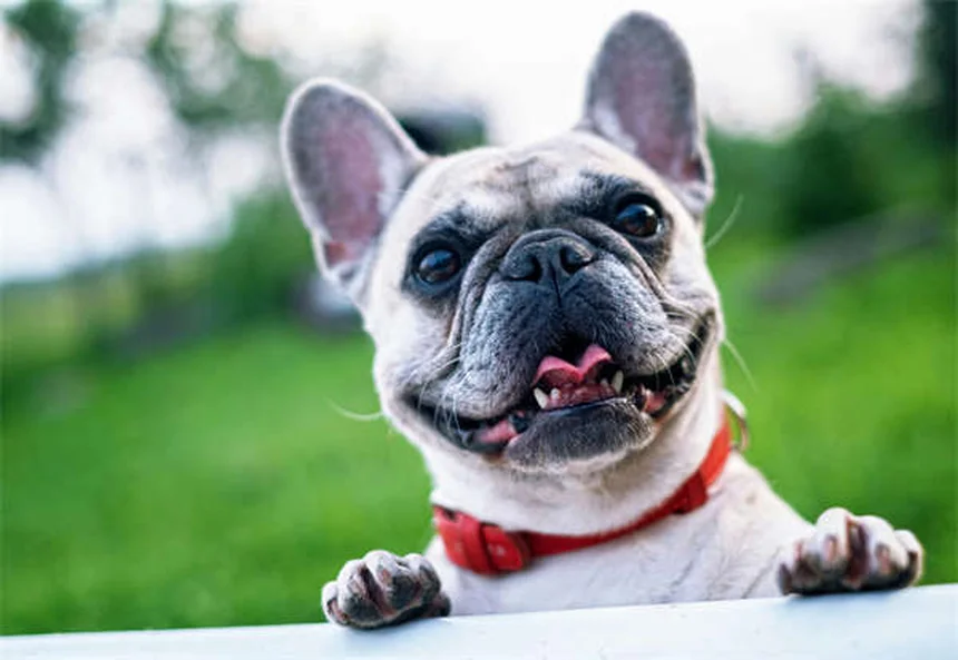 Protozoa in Chinchillas: Symptoms, Treatment & Prevention Tips