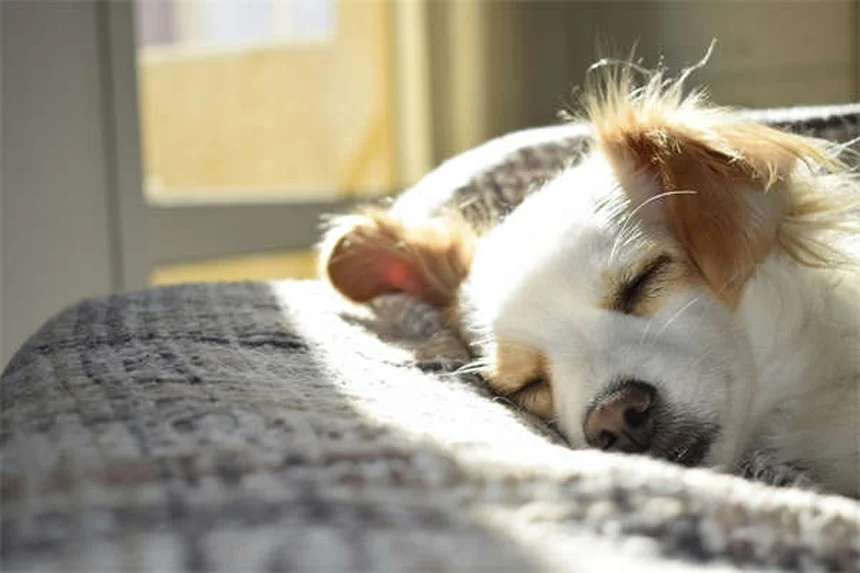 Guinea Pig Sounds Explained: What Your Pet's Noises Really Mean