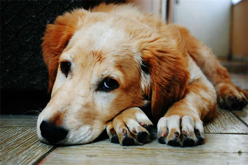 犬が無視する理由とは？プロが教える7つの解決策