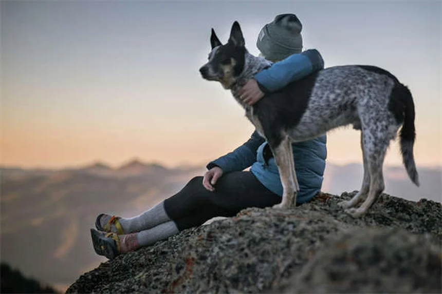 犬が無視する理由とは？プロが教える7つの解決策