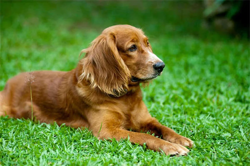 犬の心臓病に効くVetmedin®の効果と正しい使い方