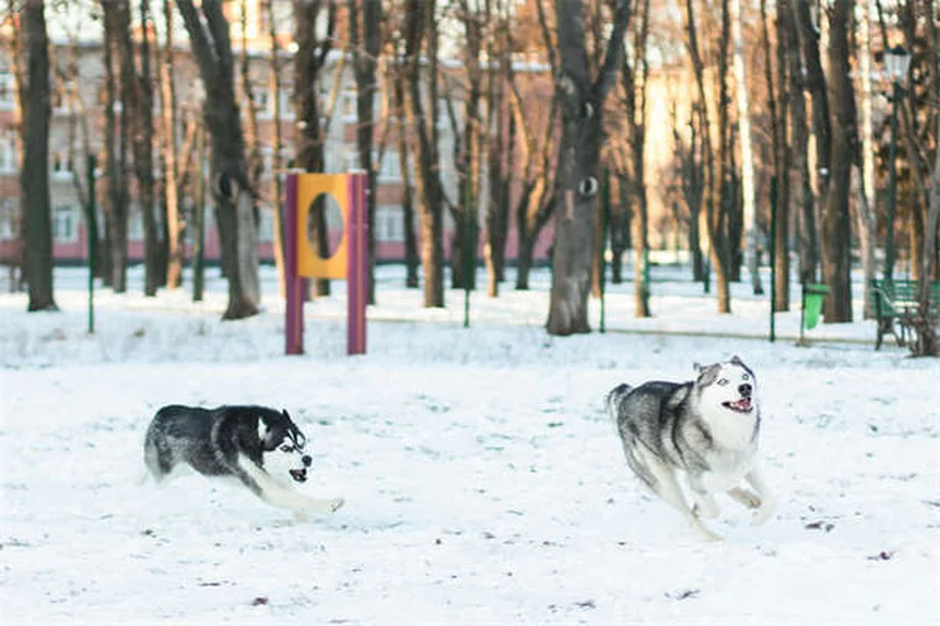 犬の心臓病に効くVetmedin®の効果と正しい使い方