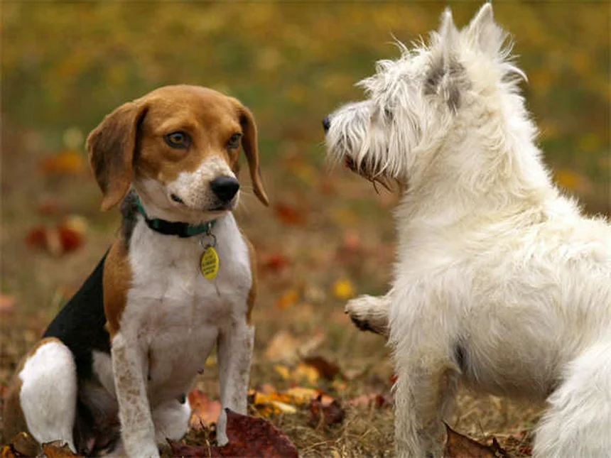 犬の心臓病に効くVetmedin®の効果と正しい使い方