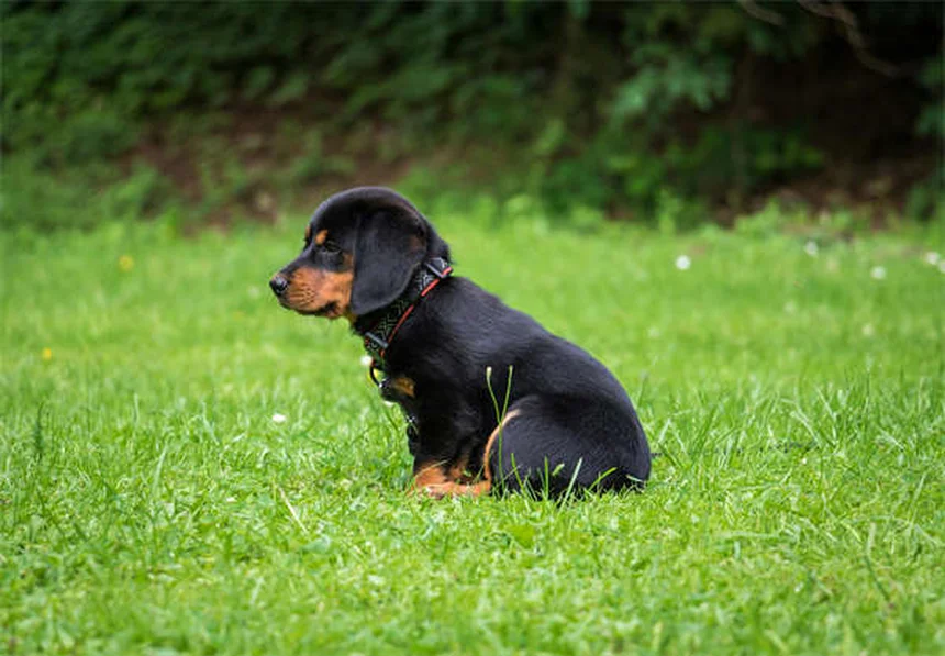 犬の心臓病に効くVetmedin®の効果と正しい使い方