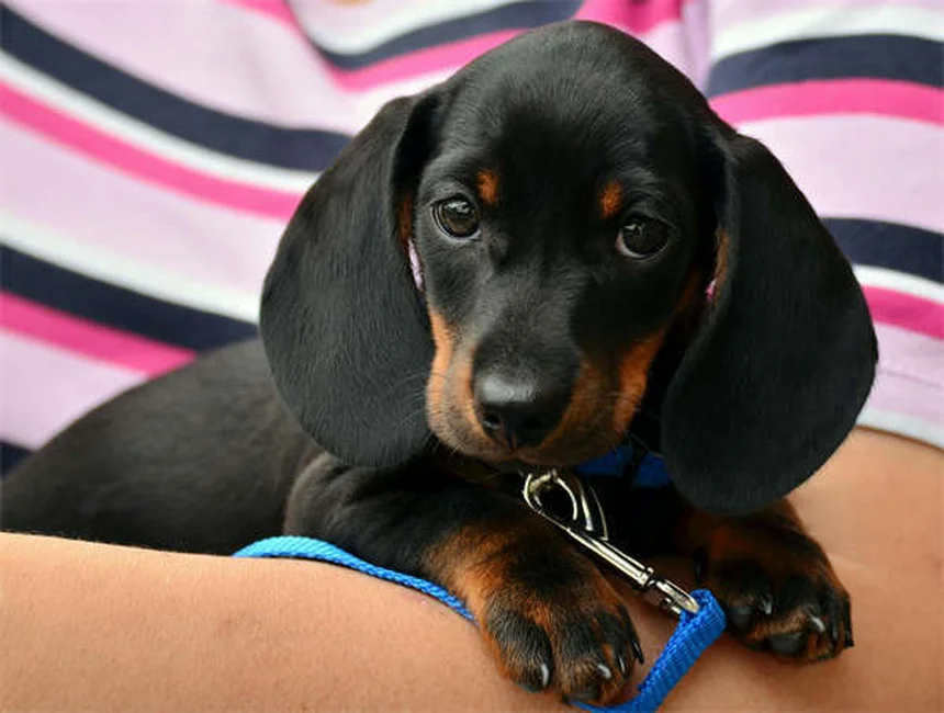 愛犬のマダニチェック方法｜正しい取り方と予防対策
