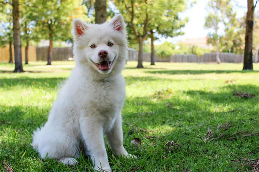 愛犬のマダニチェック方法｜正しい取り方と予防対策