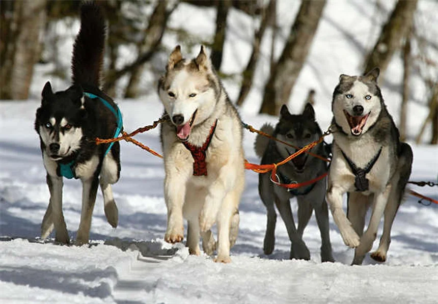 愛犬のマダニチェック方法｜正しい取り方と予防対策