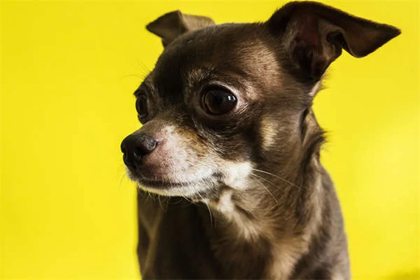 犬にイブプロフェンを与えてはいけない3つの理由と安全な対処法